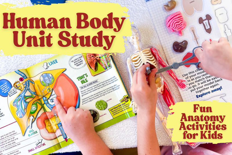 Human Body Activities for Kids: A Complete Homeschool Unit Study - Knowledge Crates