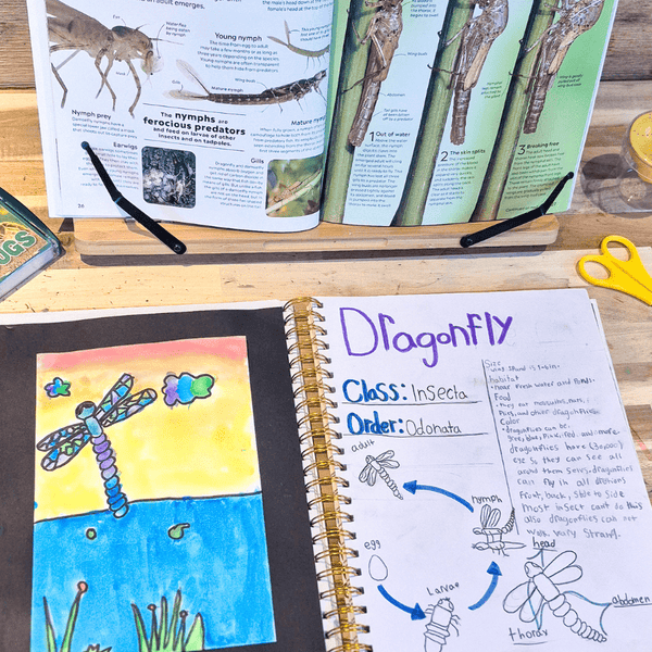Explore Insects Elementary Homeschool Unit Study